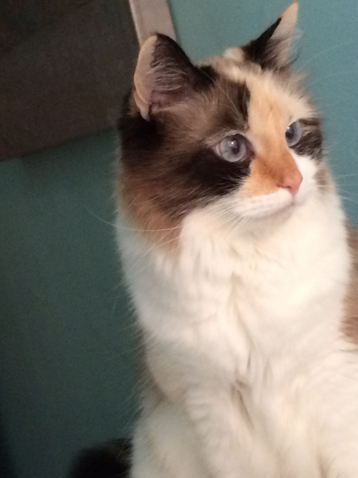 Pic of the Litter: Popoki